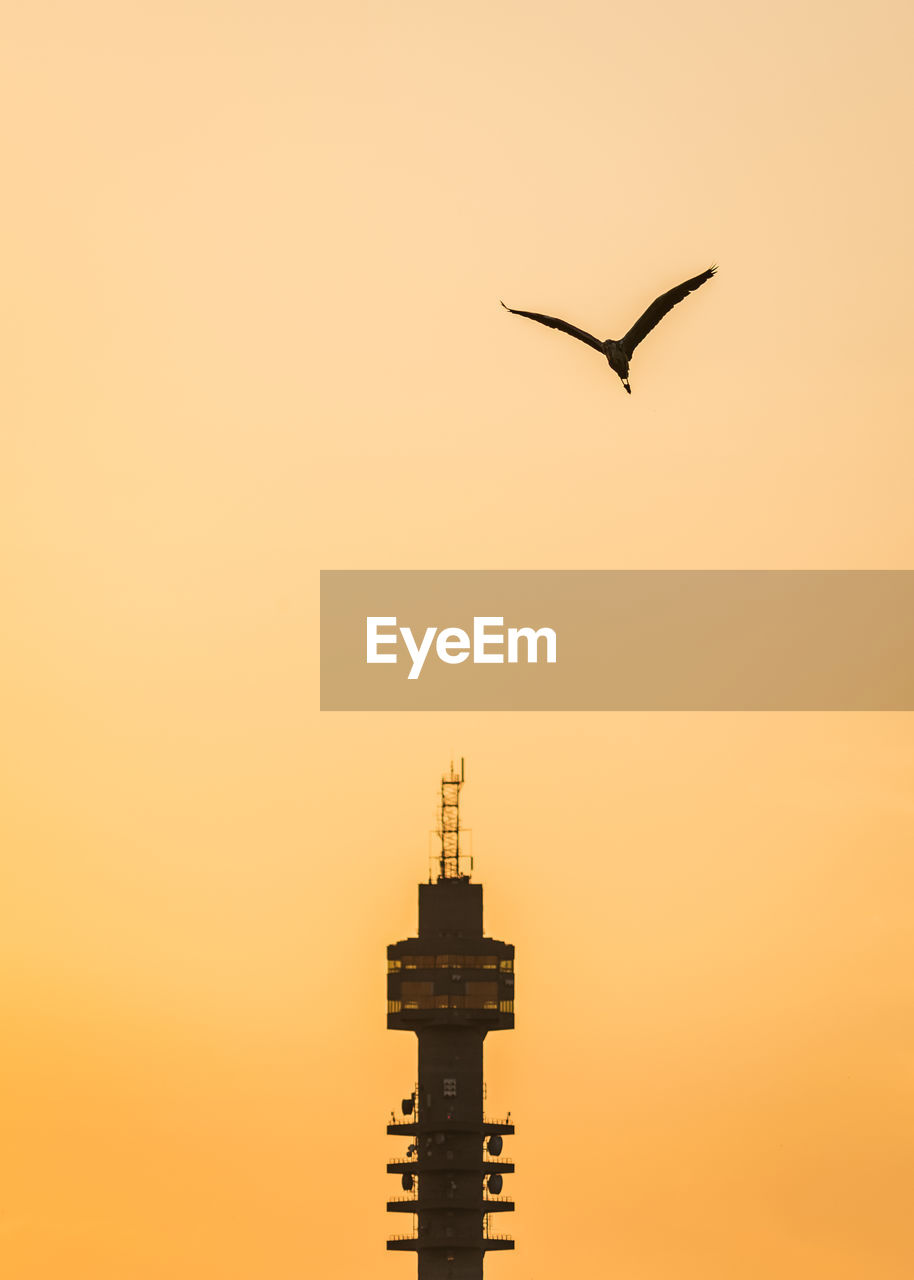 sunset, bird, sky, animal themes, animal, flying, wildlife, animal wildlife, silhouette, architecture, built structure, tower, building exterior, nature, no people, orange color, travel destinations, copy space, one animal, outdoors, building, beauty in nature, mid-air, flock, travel, seagull, city