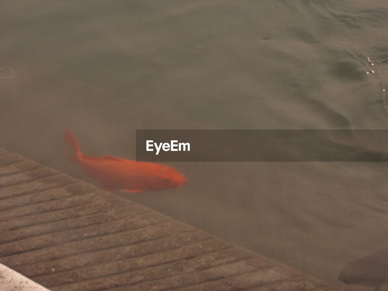 CLOSE-UP OF SWIMMING IN WATER