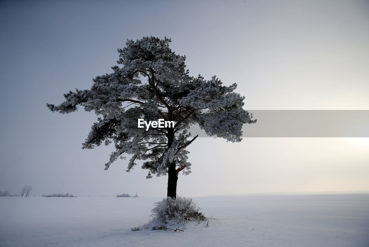 TREE ON SNOW FIELD AGAINST SKY