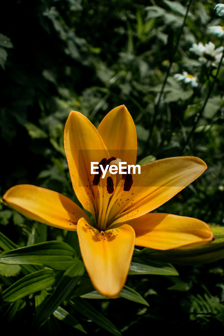 Close-up of yellow lily