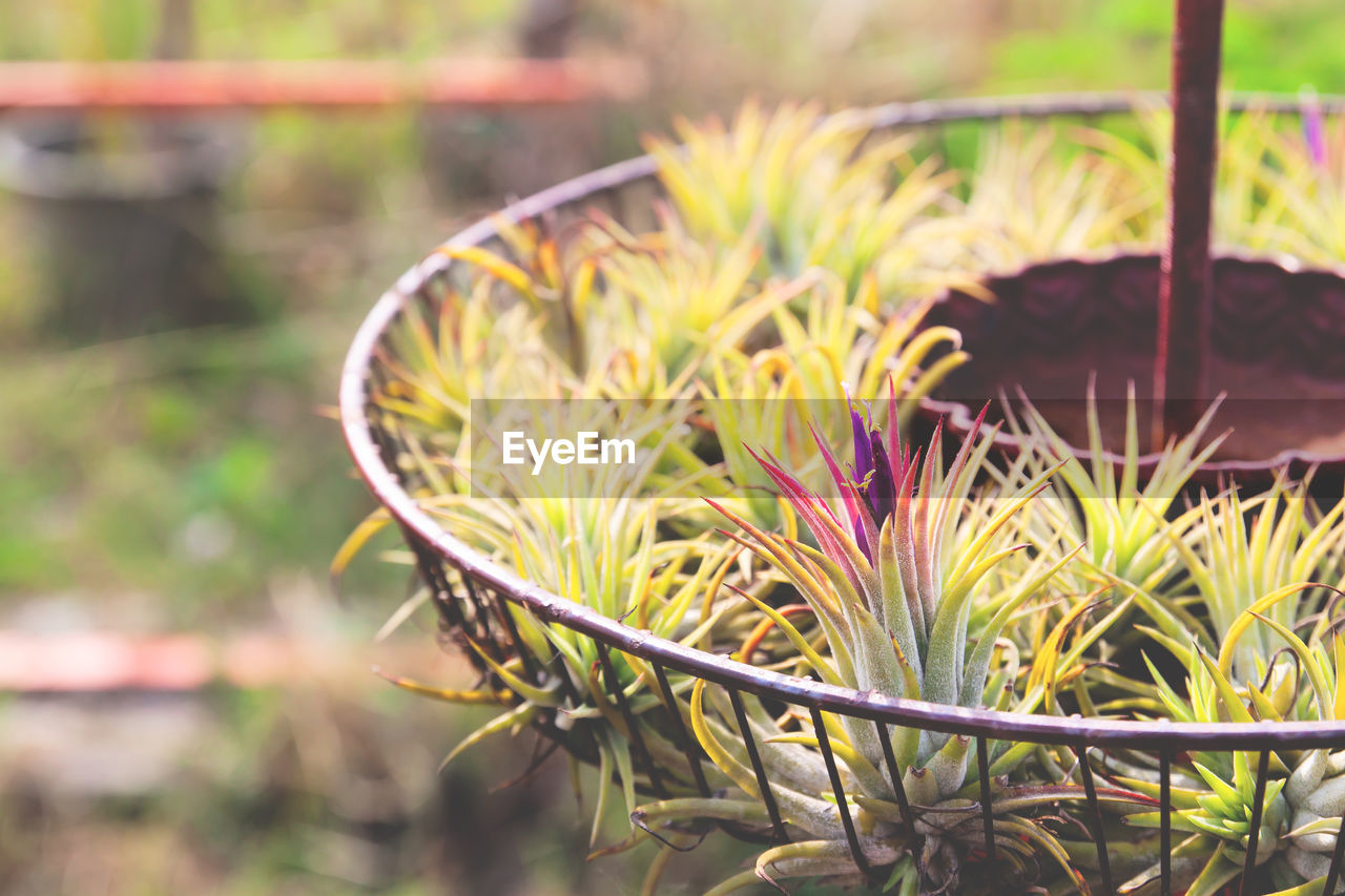 CLOSE-UP OF SUCCULENT PLANTS