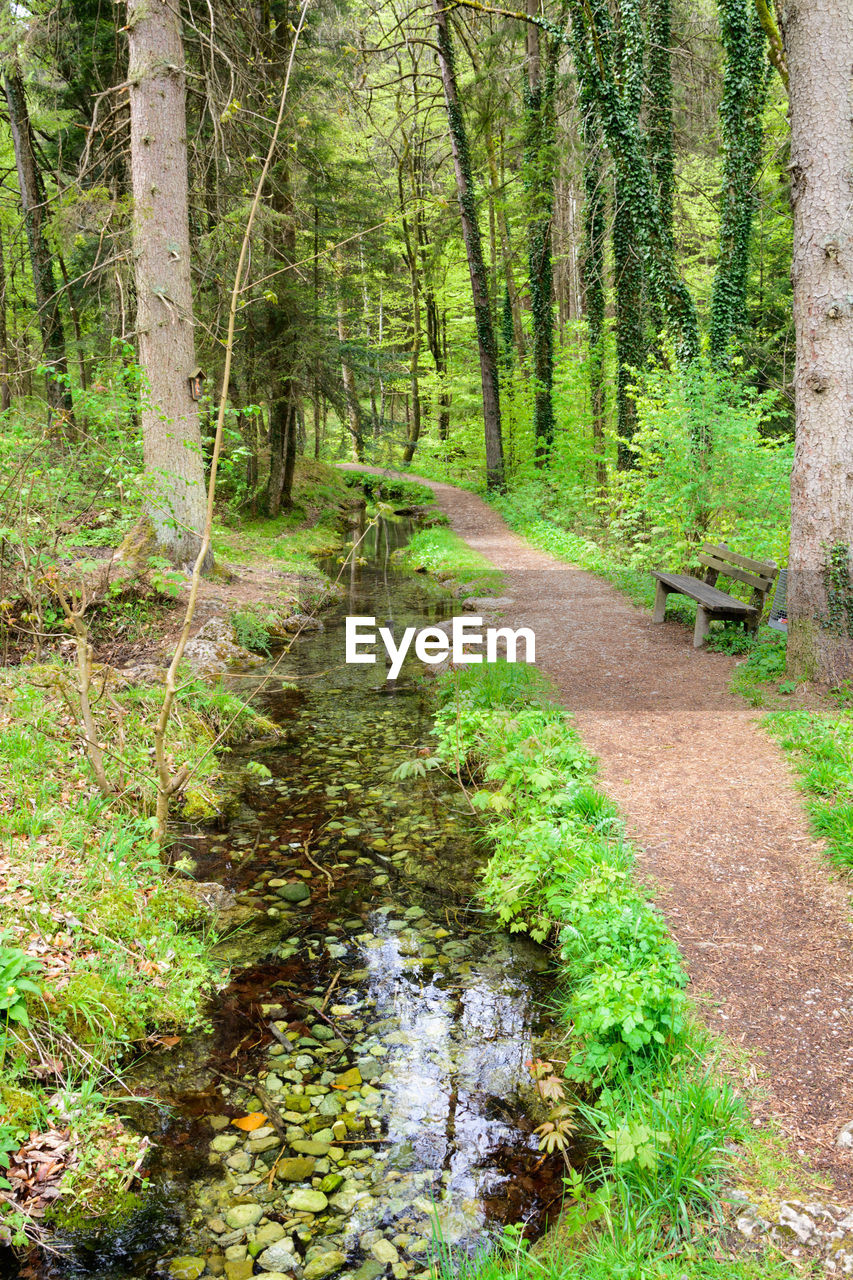 STREAM FLOWING THROUGH FOREST