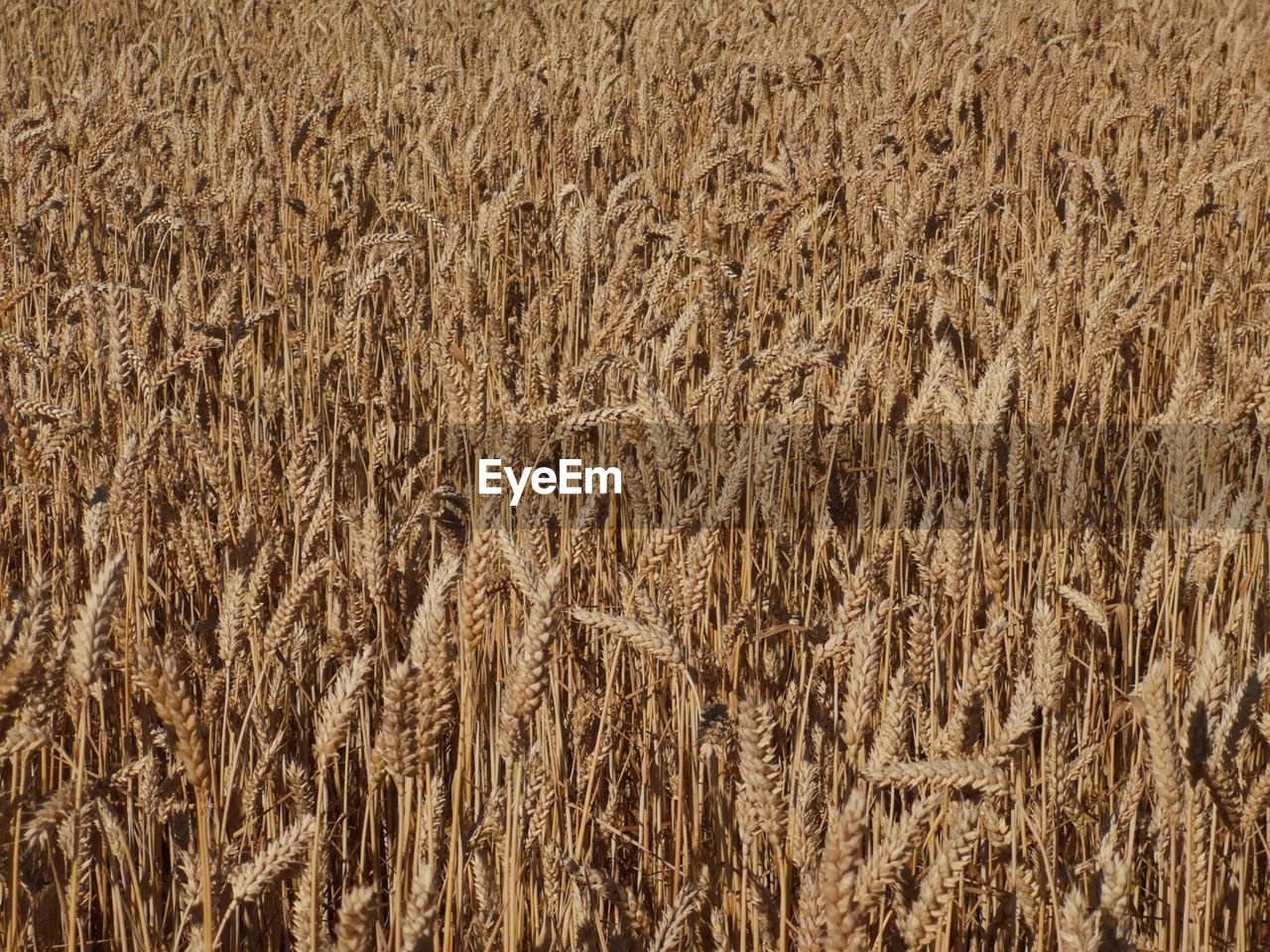 Full frame shot of wheat on agricultural field