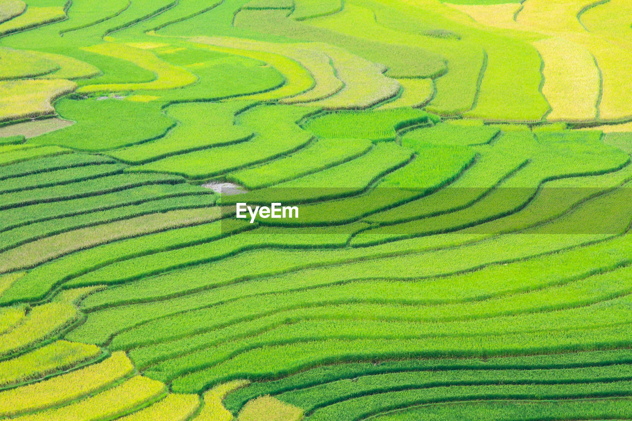 Tiered rice paddy, tu le, son la, vietnam