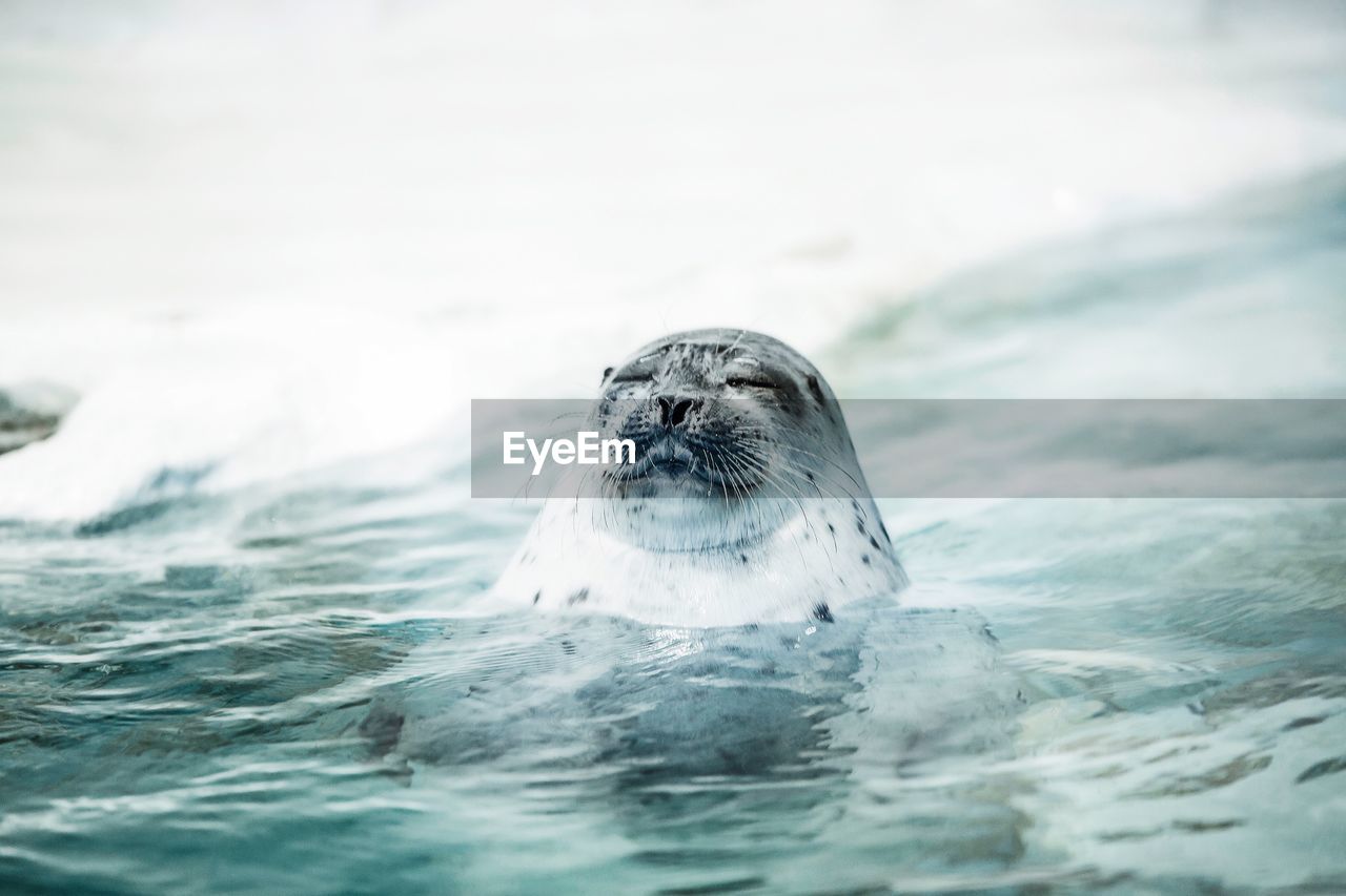 Seal swimming in sea during winter