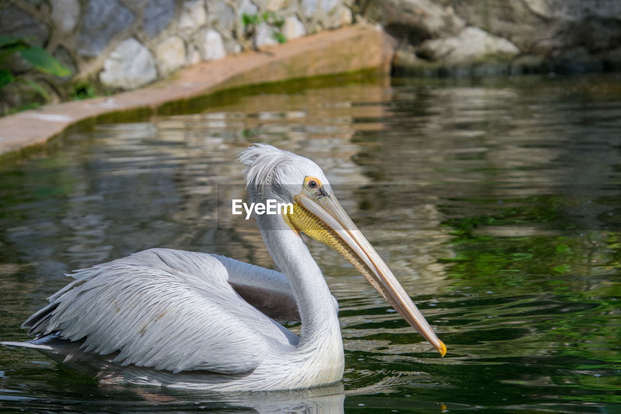 VIEW OF PELICAN IN LAKE