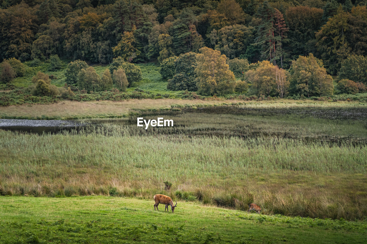 Two deers or roes grazing on green field in glendalough with forest, lake and mountains, ireland