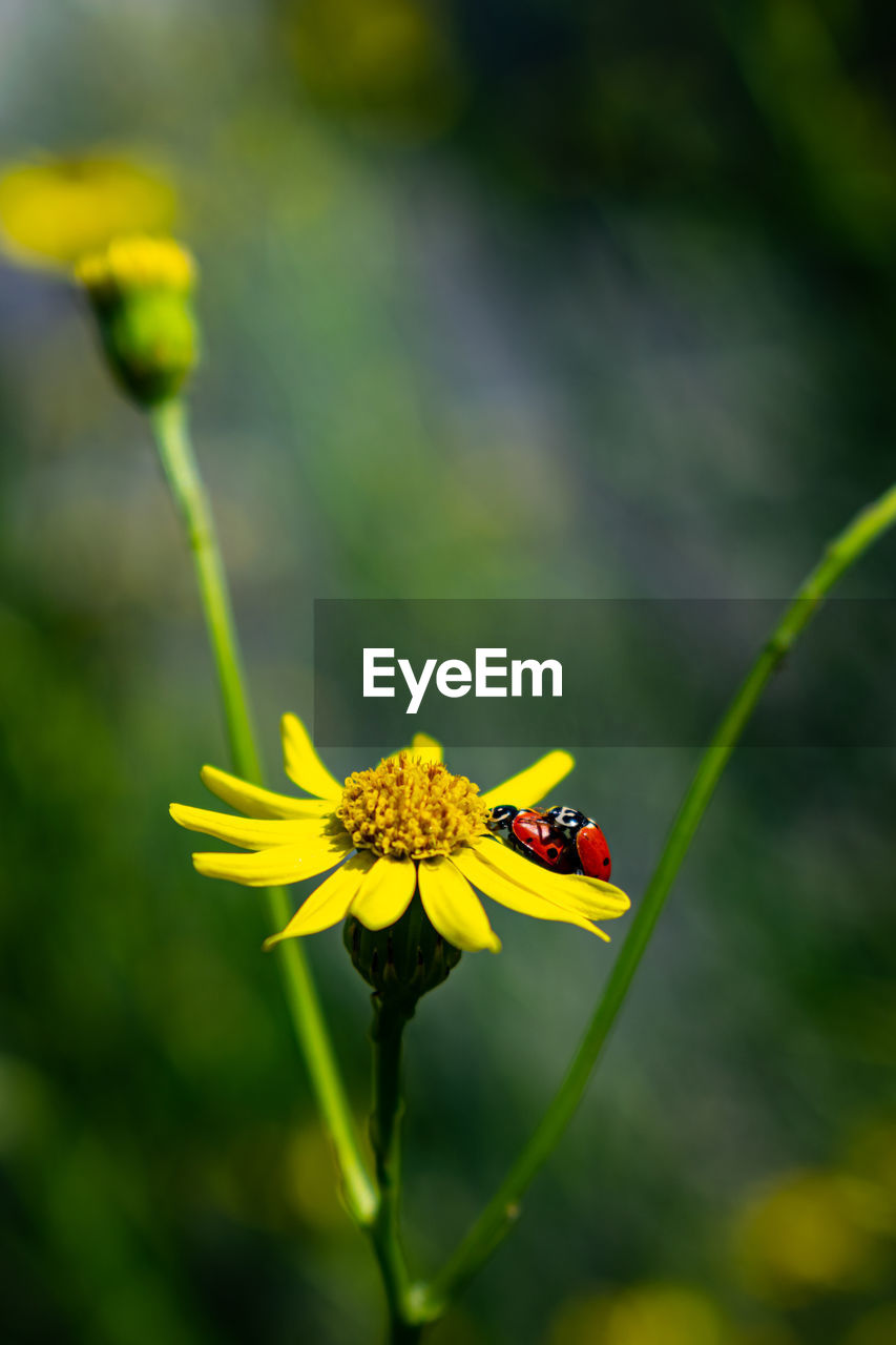 Close-up of insect on yellow flower