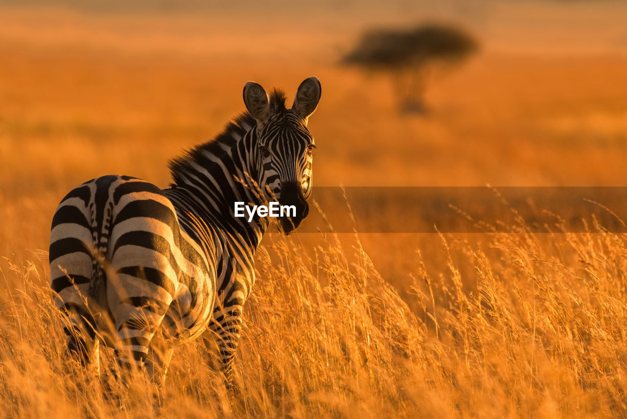 Zebra standing on field during sunset