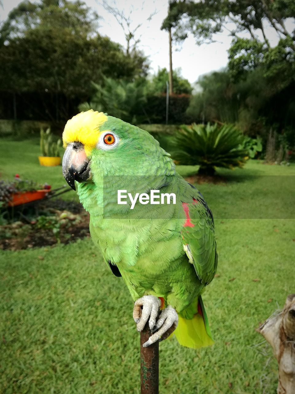 PARROT PERCHING ON TREE