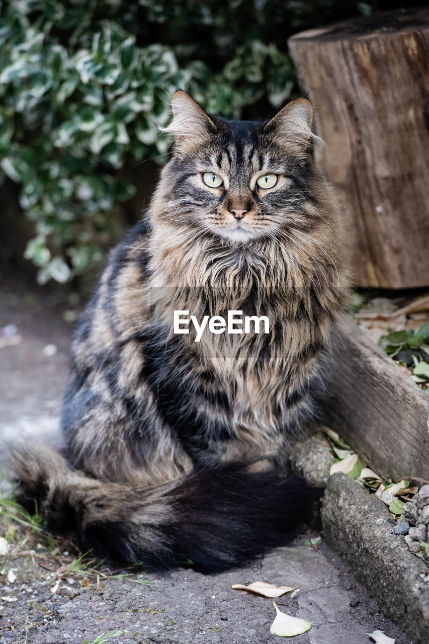 Portrait of cat sitting outdoors