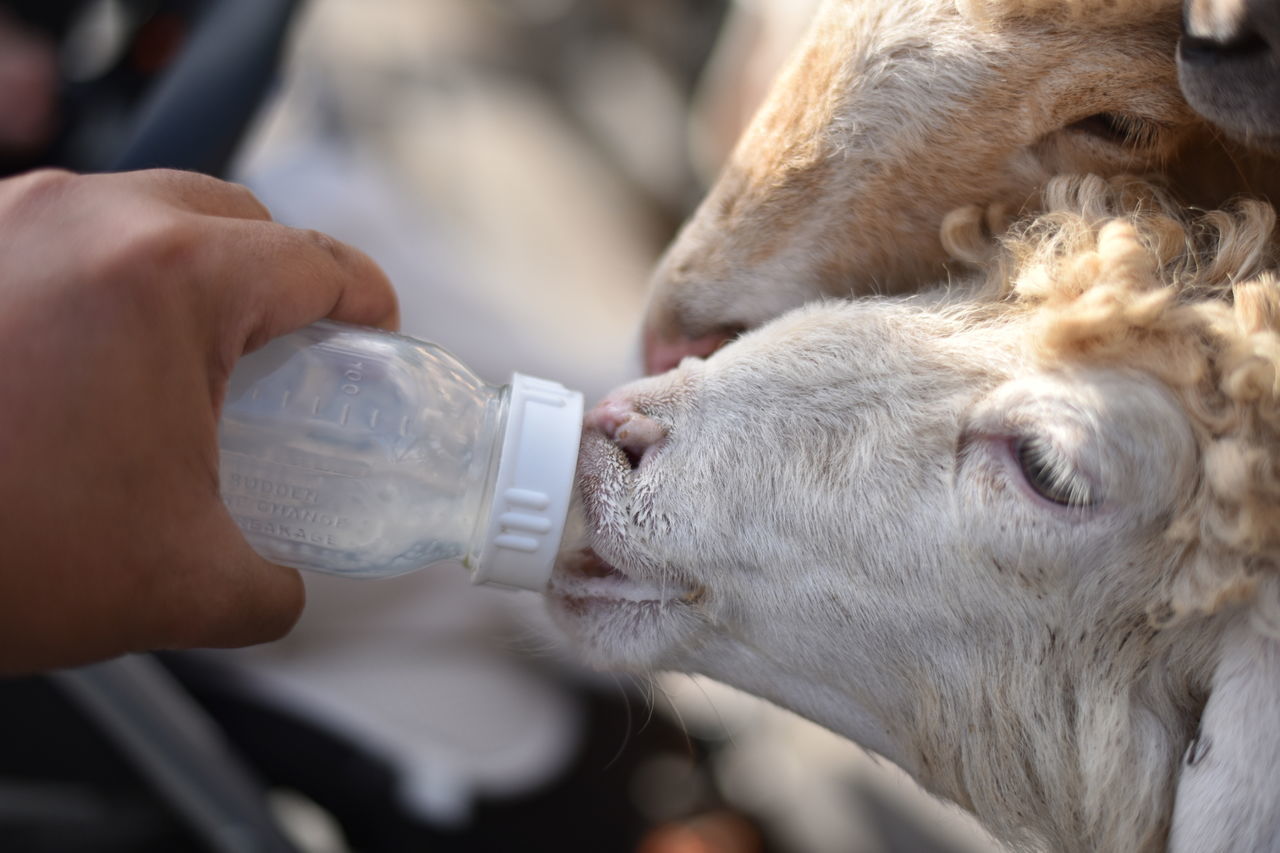 Close-up of hand feeding sheep