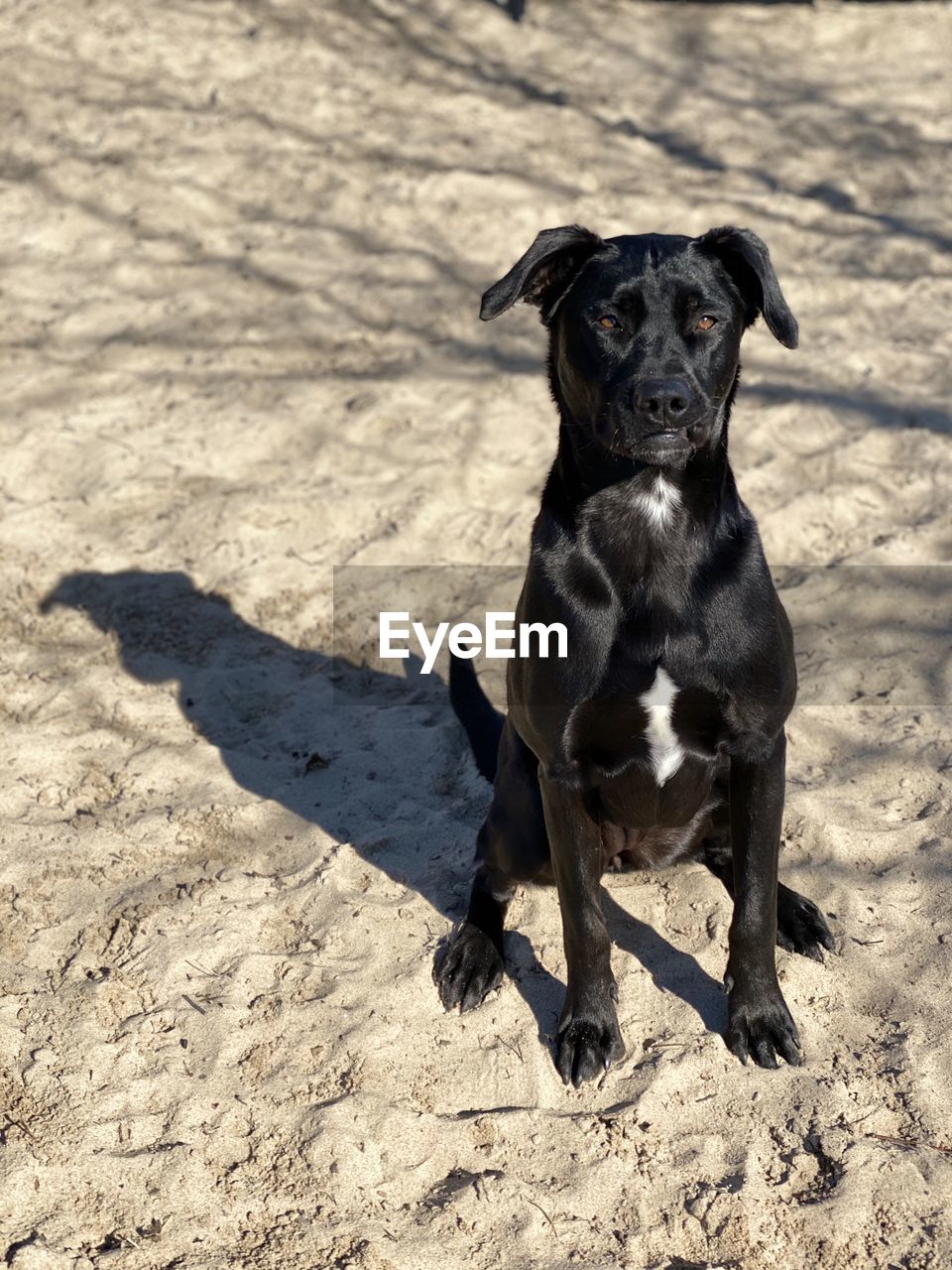 PORTRAIT OF DOG SITTING ON GROUND