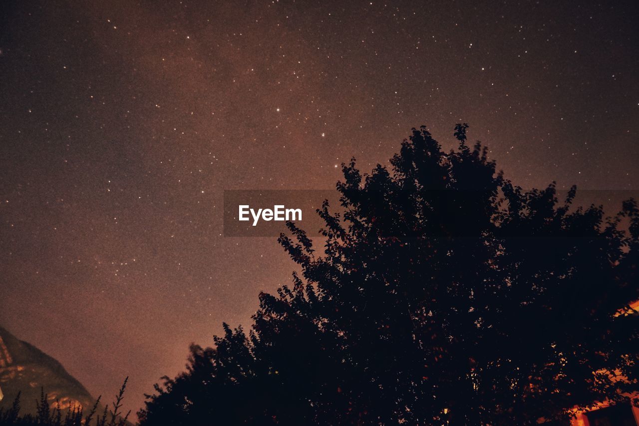 LOW ANGLE VIEW OF SILHOUETTE TREE AGAINST STAR FIELD AT NIGHT