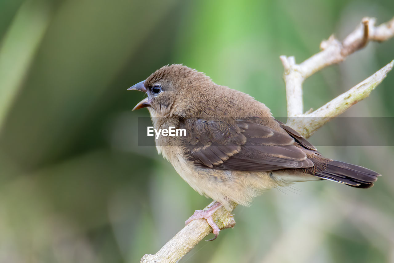 BIRD PERCHING ON BRANCH