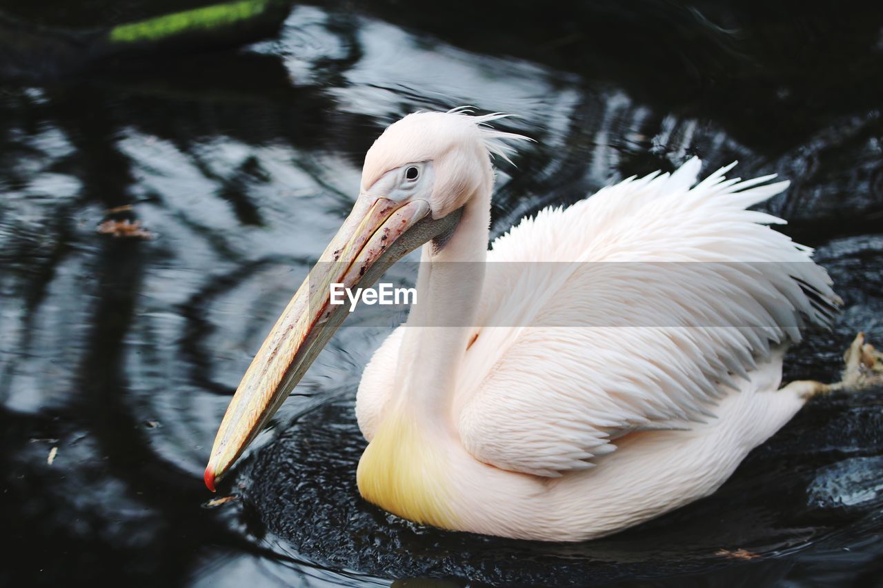 CLOSE-UP OF PELICAN