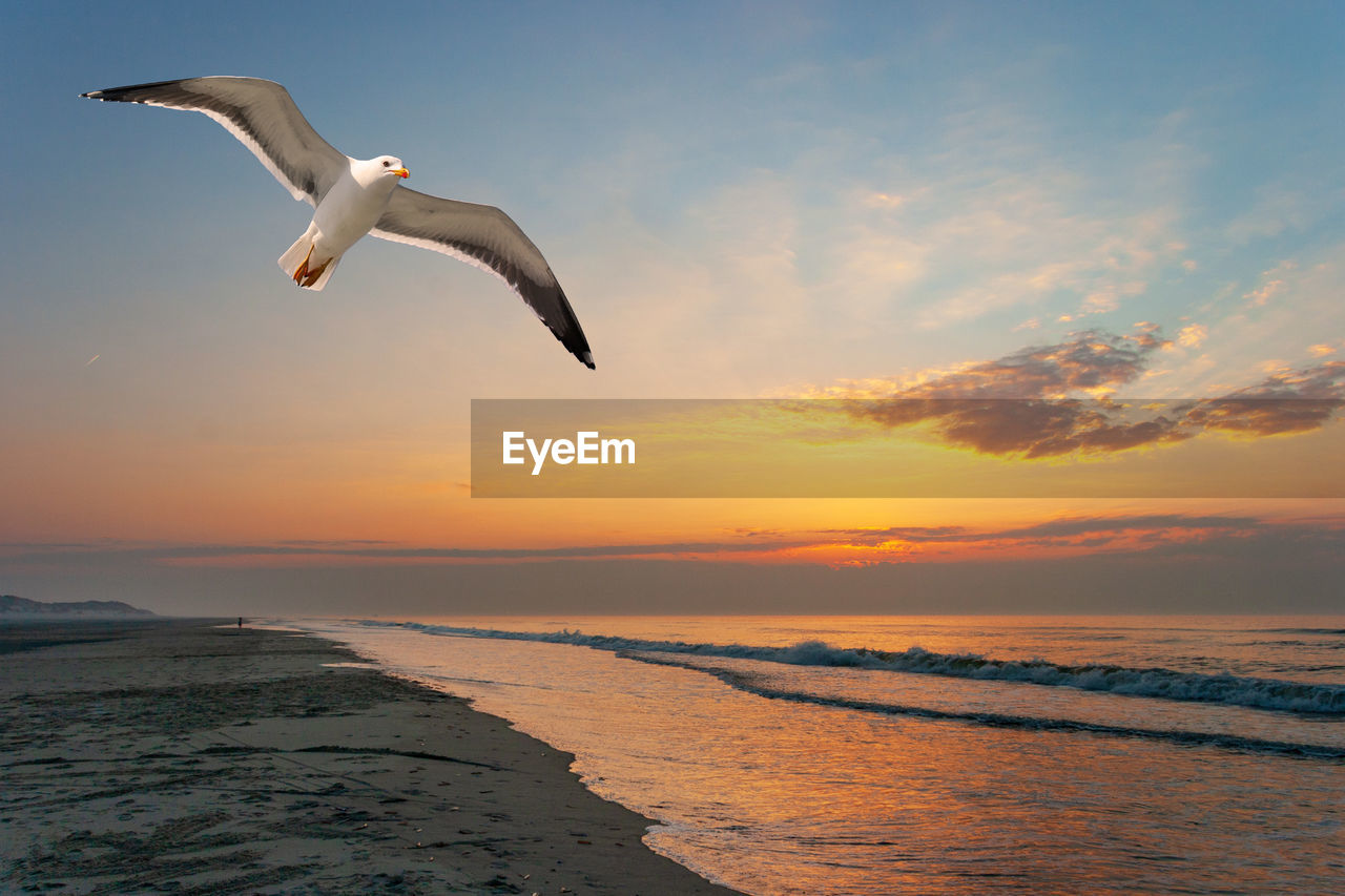 Seagull flying over sea against sky during sunset