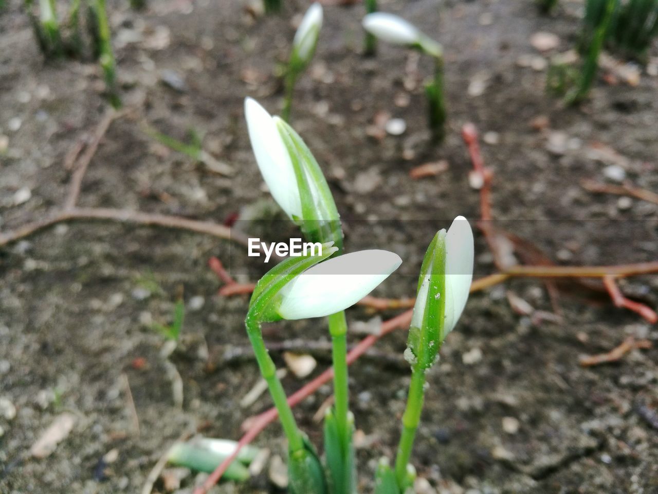 CLOSE-UP OF PLANT