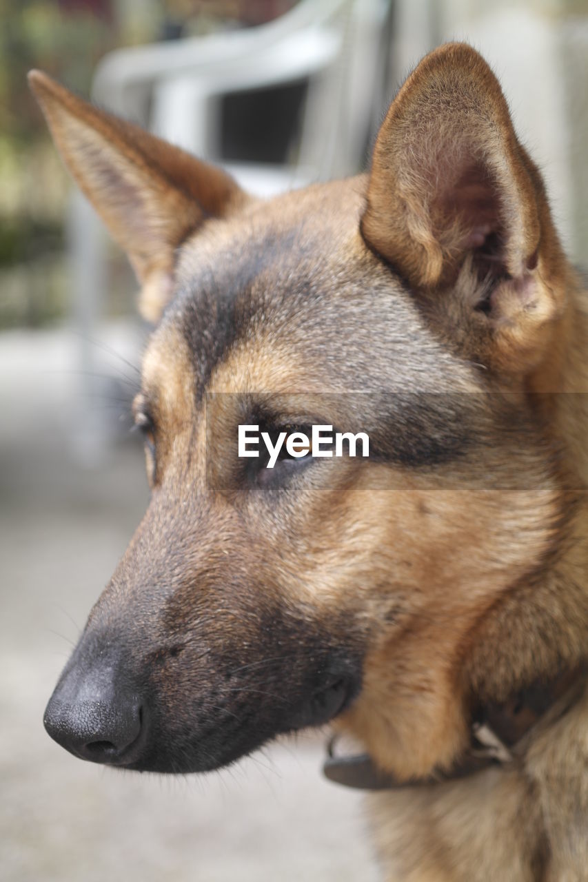 Close-up of brown dog