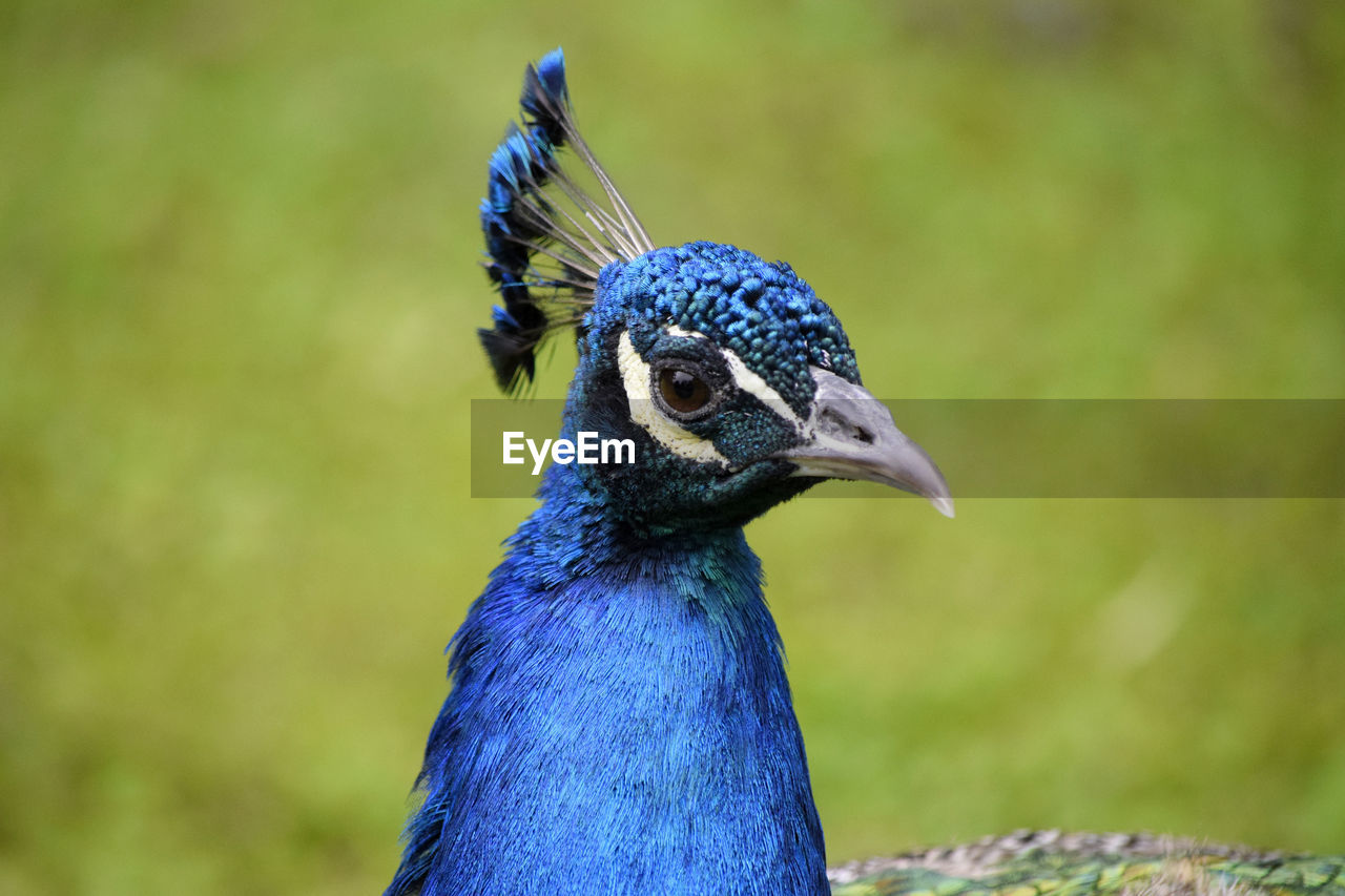 CLOSE-UP OF PEACOCK AGAINST BLUE BACKGROUND