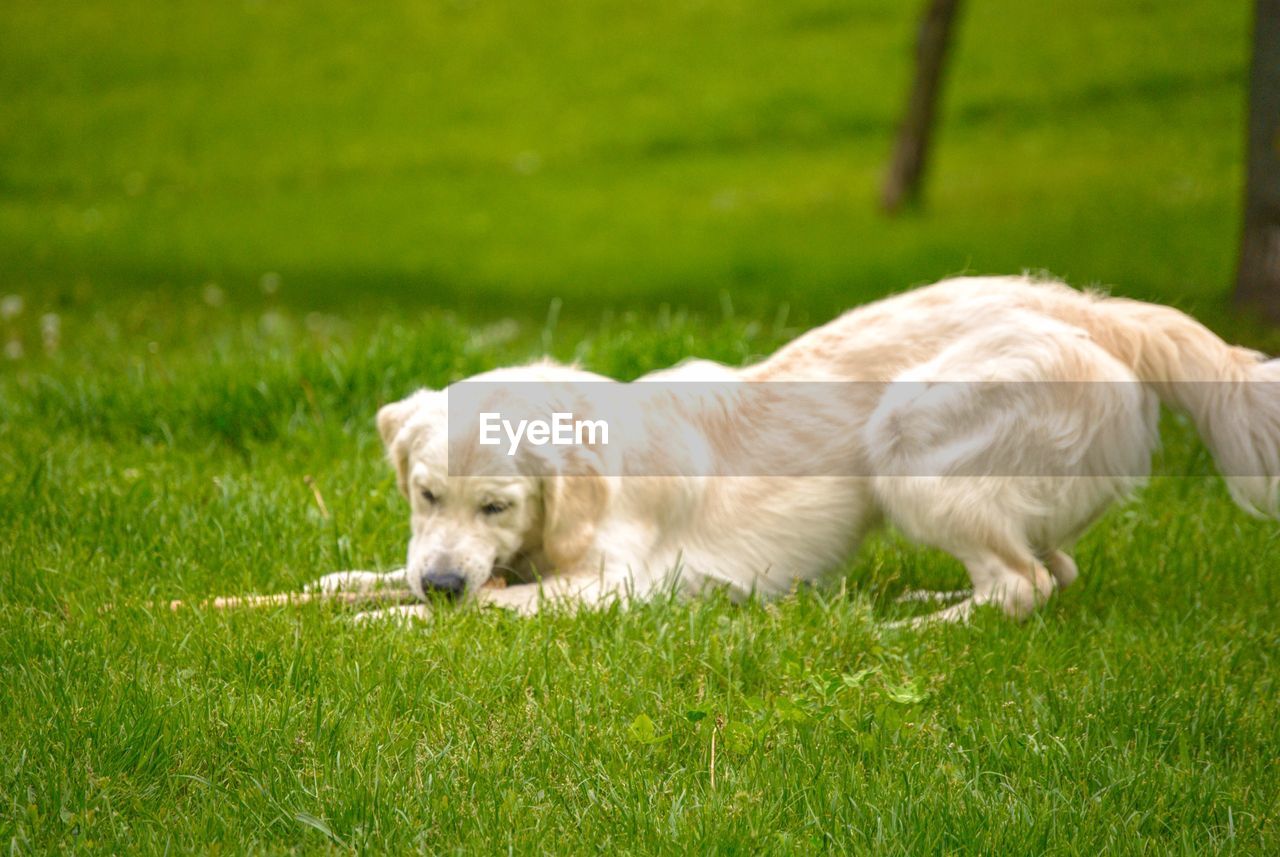 SIDE VIEW OF A DOG ON THE FIELD