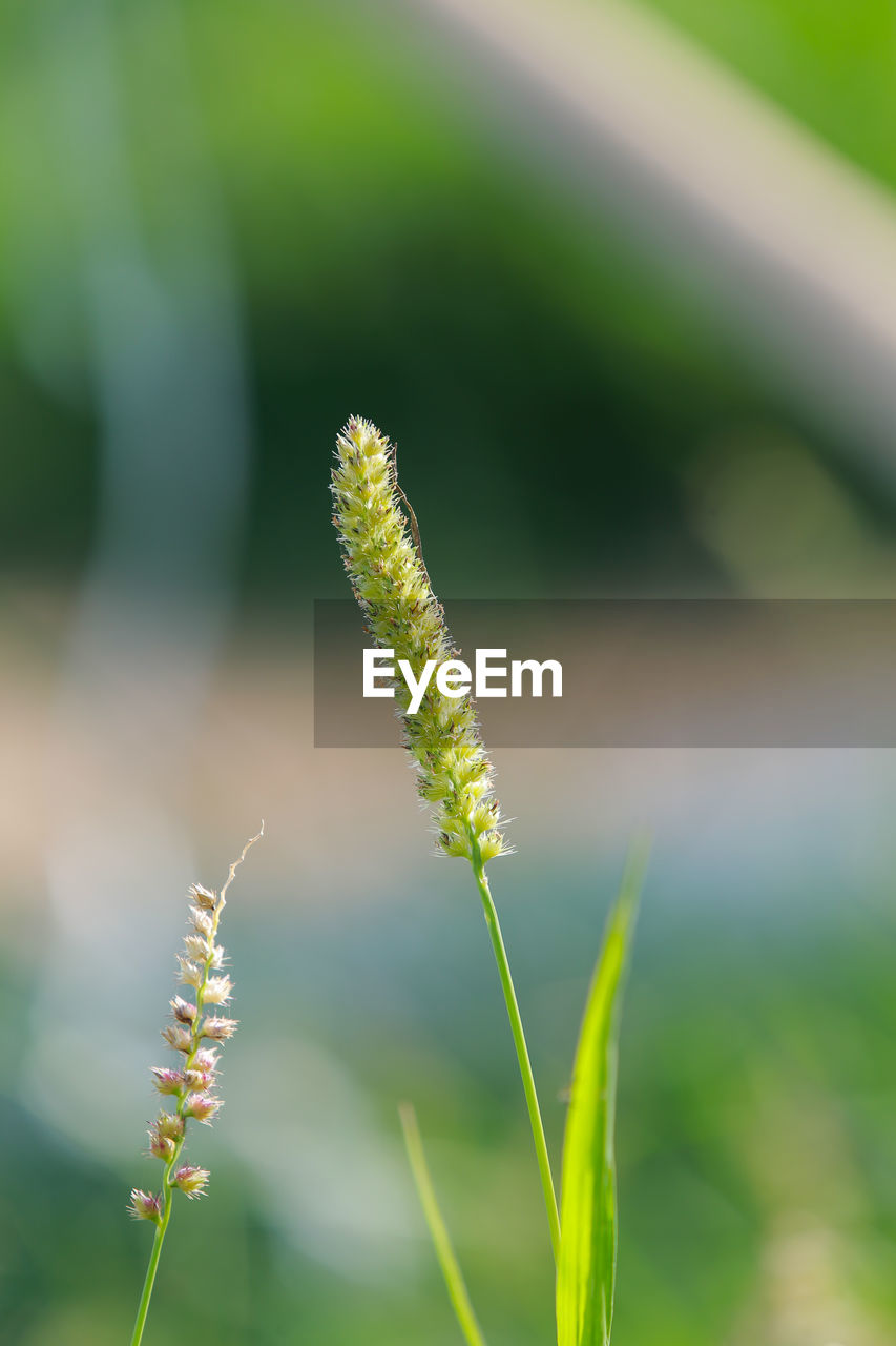 Close-up of plant growing on field