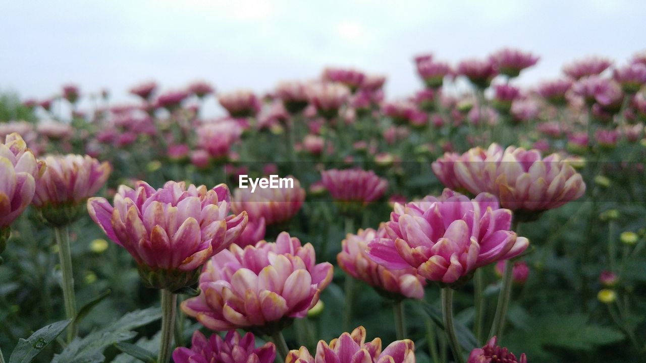 Close-up of pink flowering plants on field