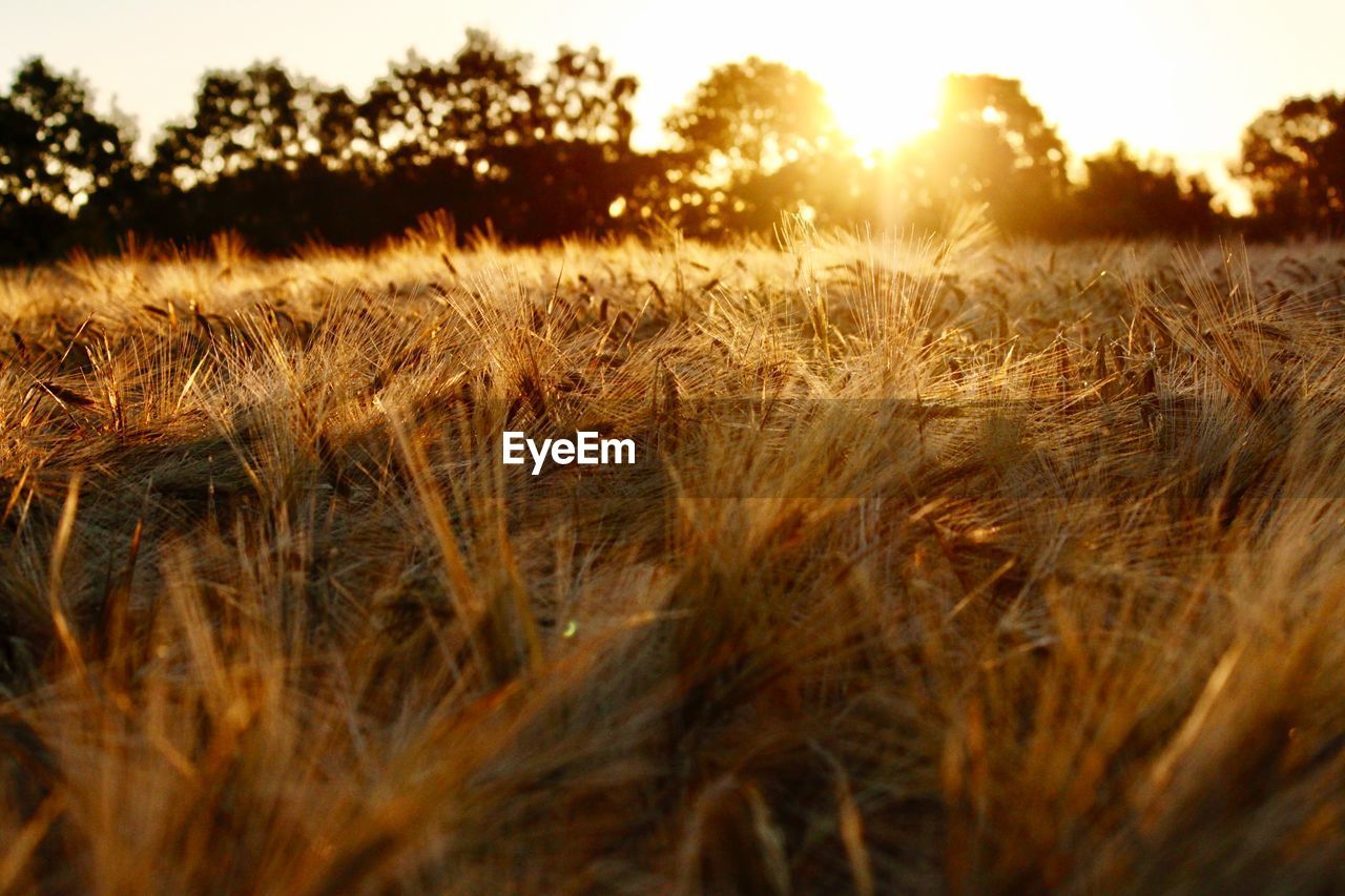 High angle view of stalks in field against sunset