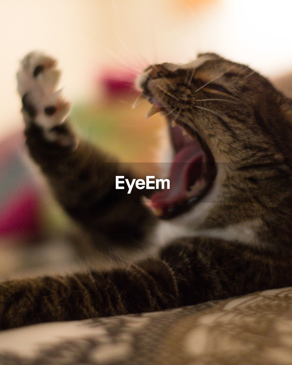 Close-up of cat yawning