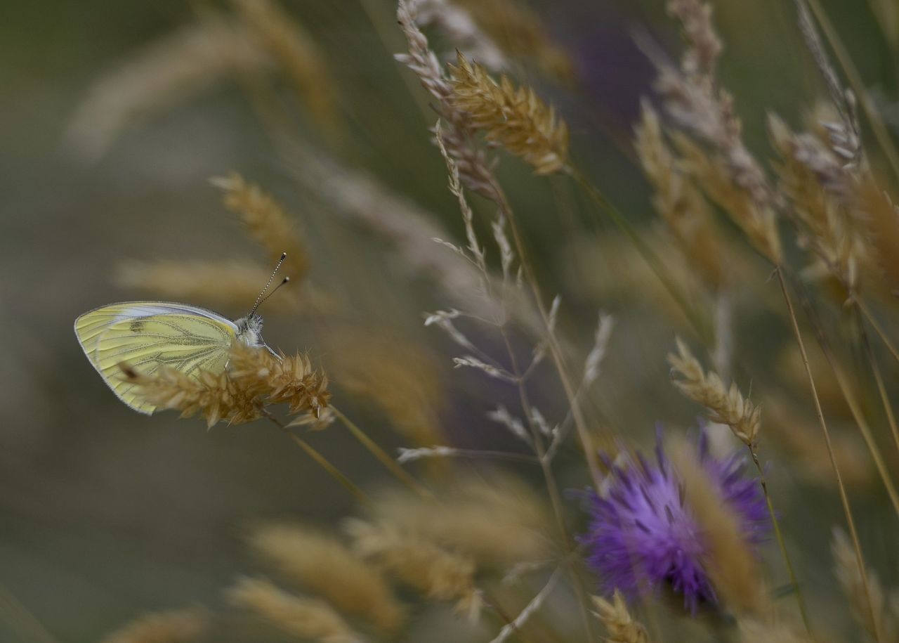 CLOSE-UP OF BUTTERFLY ON PURPLE FLOWER