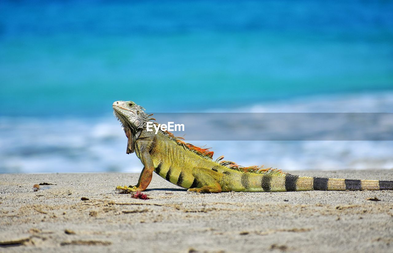 CLOSE-UP OF LIZARD ON ROCK BY SEA