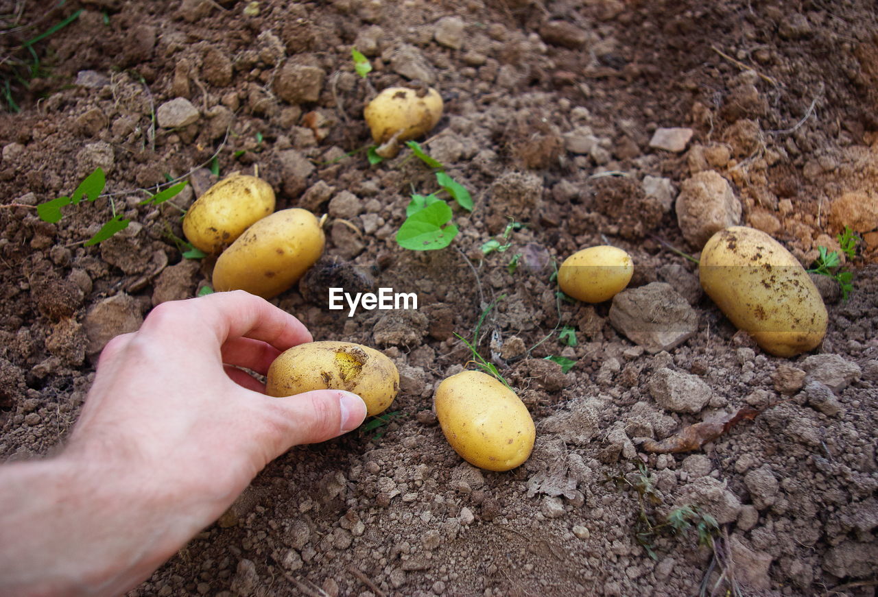Closeup image of person harvesting potato