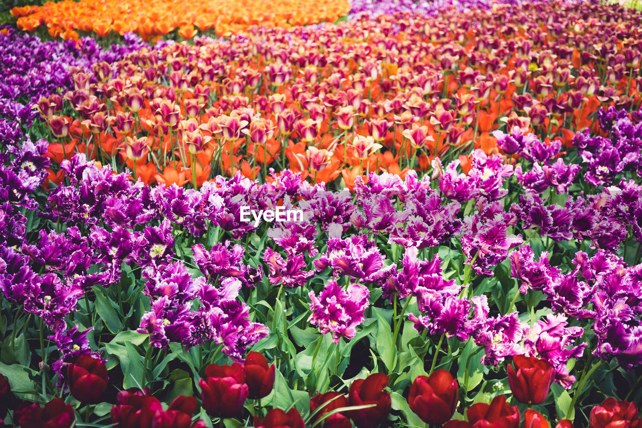 CLOSE-UP OF FLOWERS BLOOMING ON FIELD