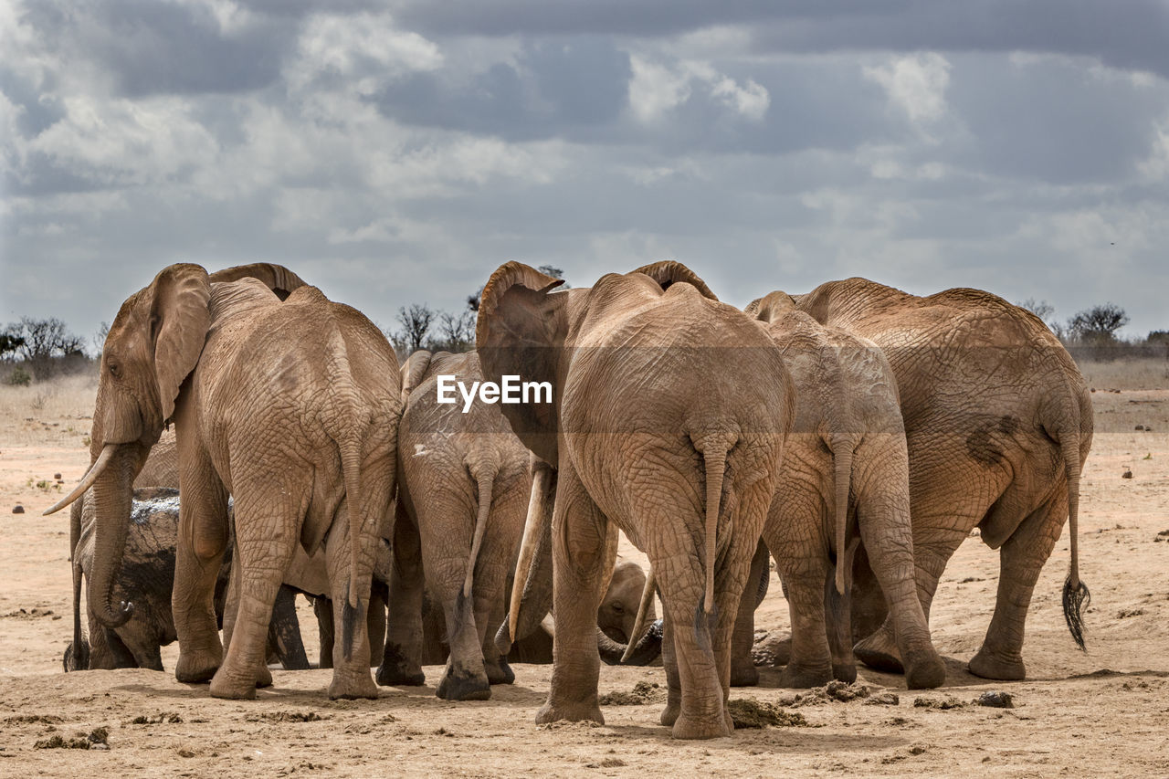 Elephants on field against cloudy sky