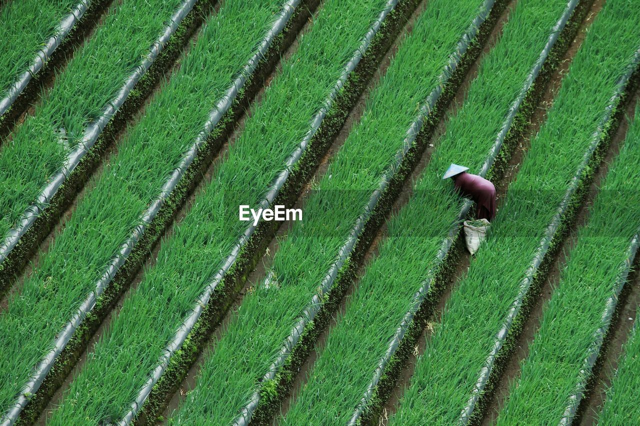 High angle view of farmer working in farm
