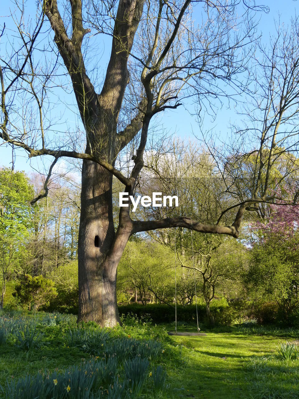 VIEW OF BARE TREE AGAINST SKY