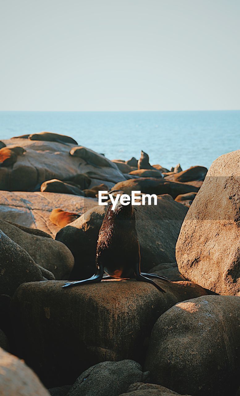 Scenic view of seal against clear sky