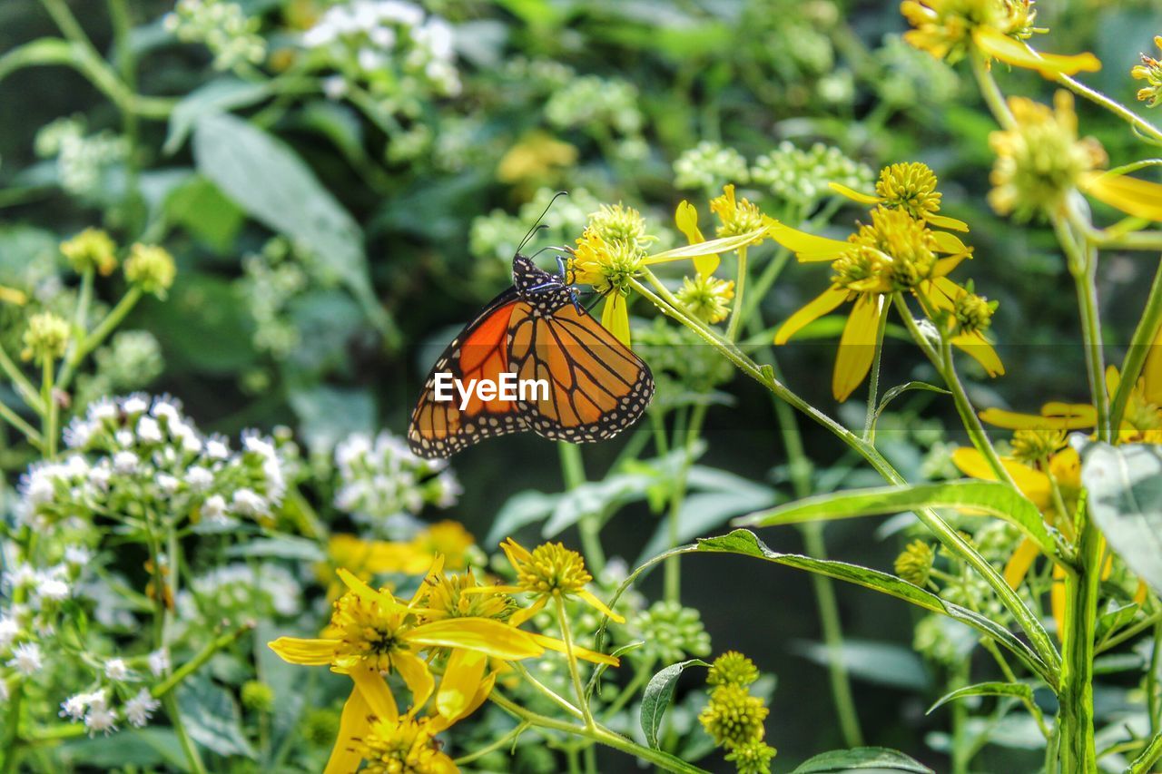 Close-up of butterfly pollinating on green flower