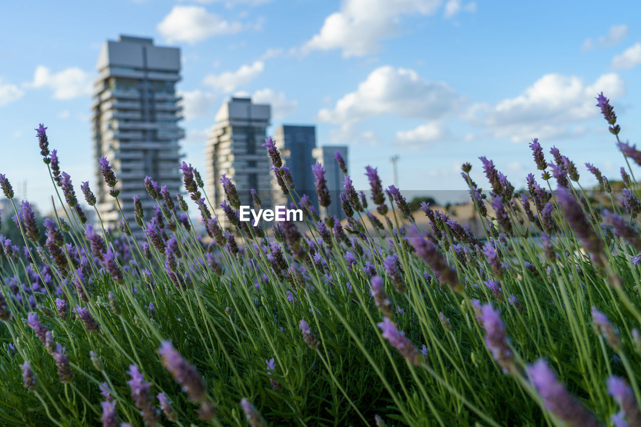 Purple flowering plants of lavender  on field against sky in city