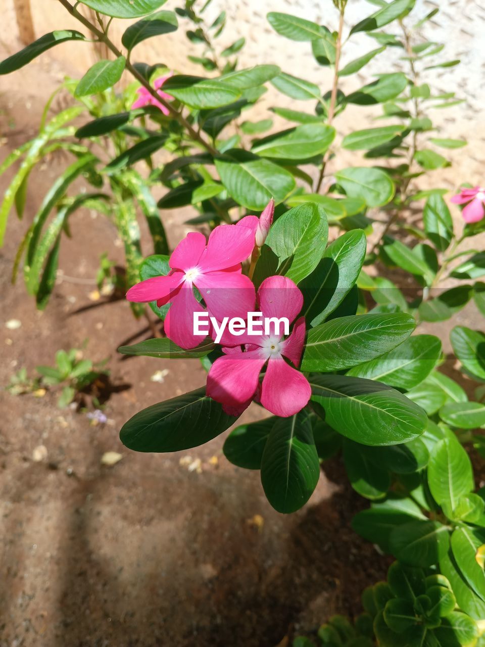 plant, flower, flowering plant, leaf, plant part, pink, beauty in nature, growth, nature, freshness, petal, fragility, close-up, no people, flower head, green, inflorescence, outdoors, day, garden, shrub, botany, springtime, rose, blossom