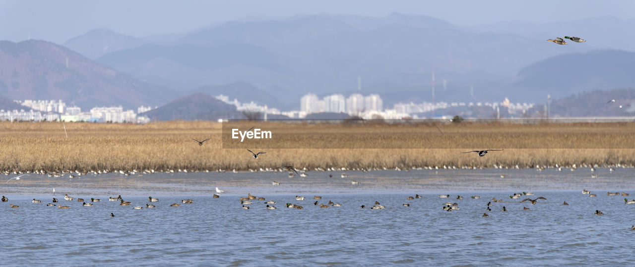 Flock of birds flying over land