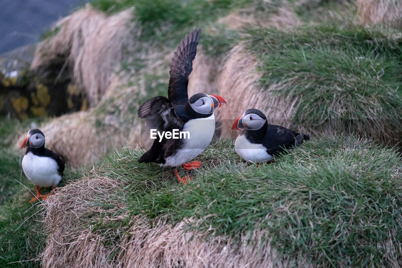 High angle view of puffins on grassy shore