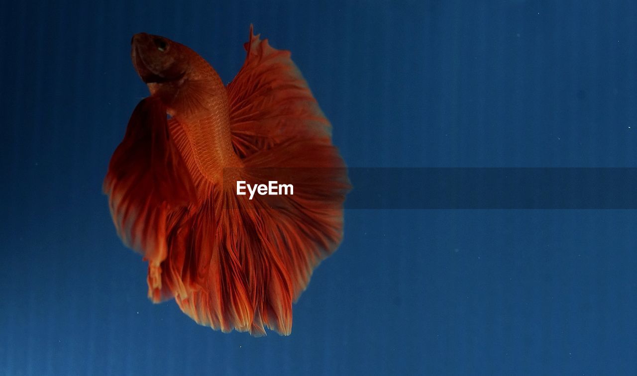 Close-up of fish swimming underwater