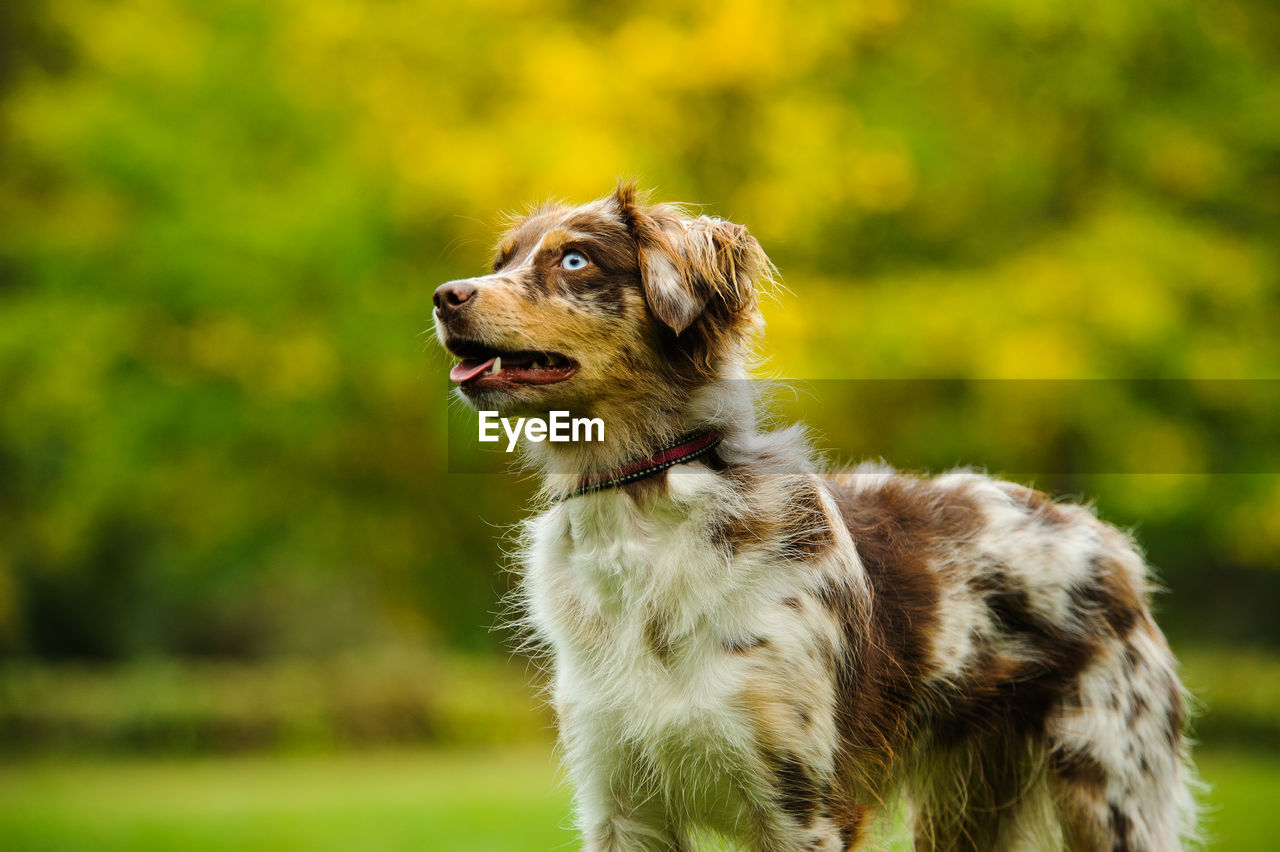 Close-up of dog looking away outdoors