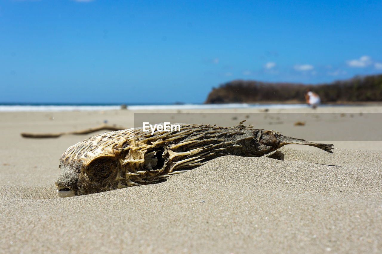 Close-up of dead animal on beach