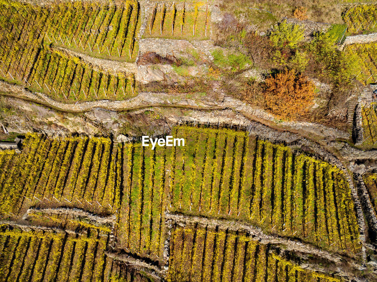 HIGH ANGLE VIEW OF AGRICULTURAL LAND