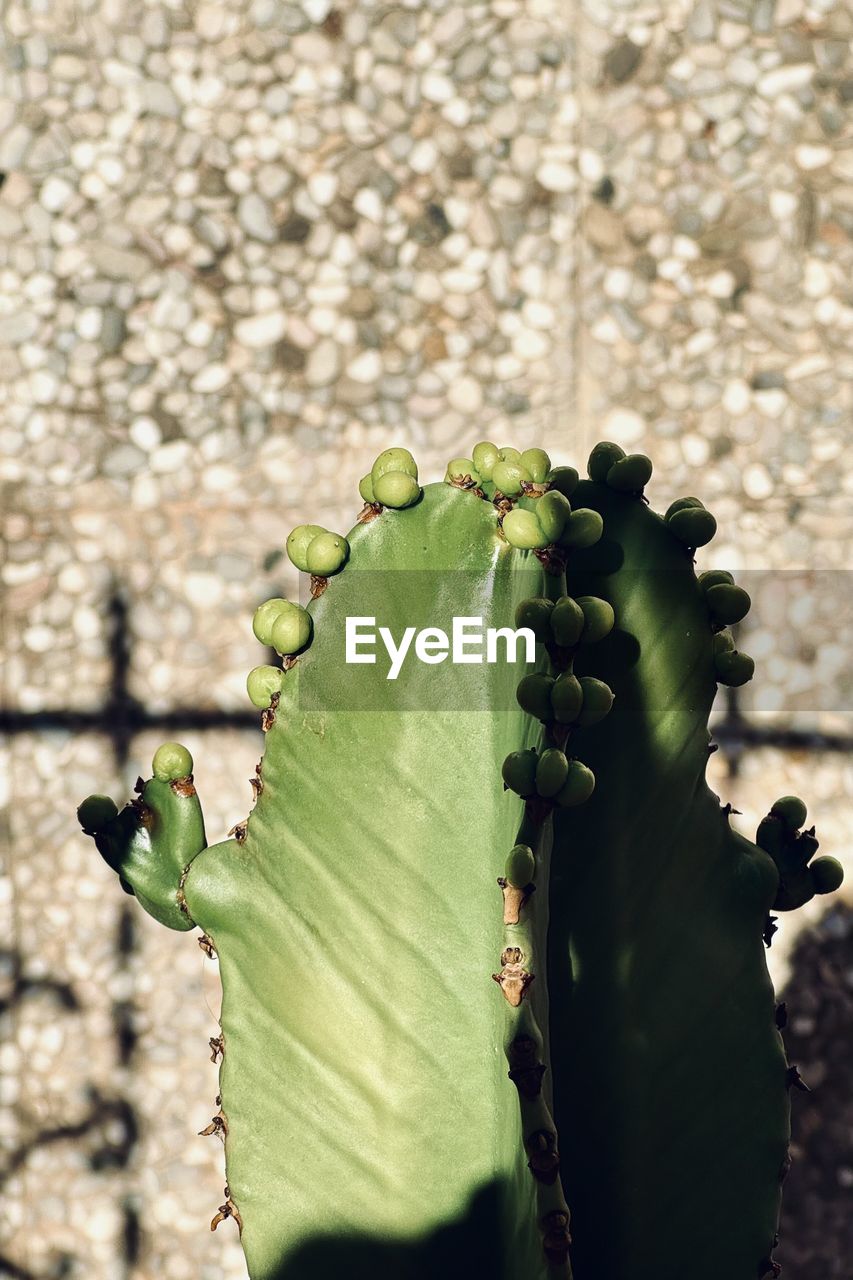 green, leaf, nature, plant, plant part, growth, flower, day, close-up, no people, focus on foreground, sunlight, plant stem, beauty in nature, outdoors, tree, macro photography, freshness, succulent plant, yellow, cactus, food, thorn