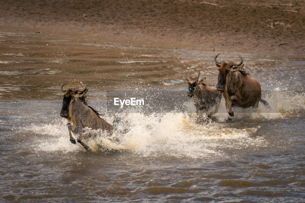 animal, animal themes, water, mammal, splashing, animal wildlife, motion, wildlife, nature, group of animals, no people, outdoors, day, running, sports, river, domestic animals