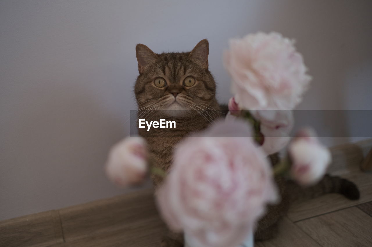 pet, mammal, cat, domestic animals, domestic cat, animal, animal themes, feline, one animal, indoors, portrait, looking at camera, kitten, wood, no people, cute, flower, small to medium-sized cats, sitting, felidae, selective focus, home interior, table, young animal, pink, flowering plant, animal body part, carnivore