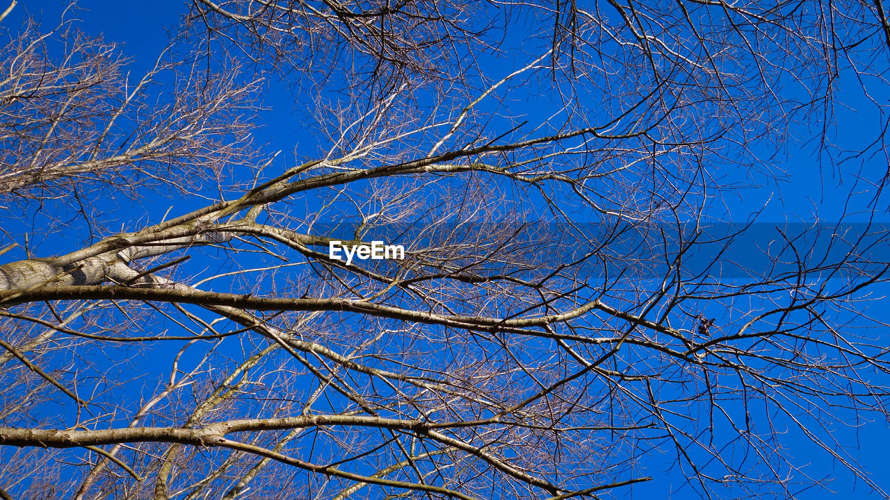 LOW ANGLE VIEW OF BARE TREES AGAINST BLUE SKY